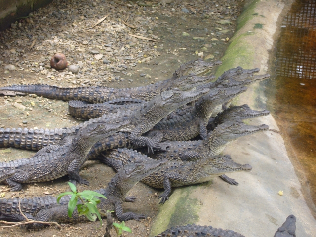 Crias de reptil